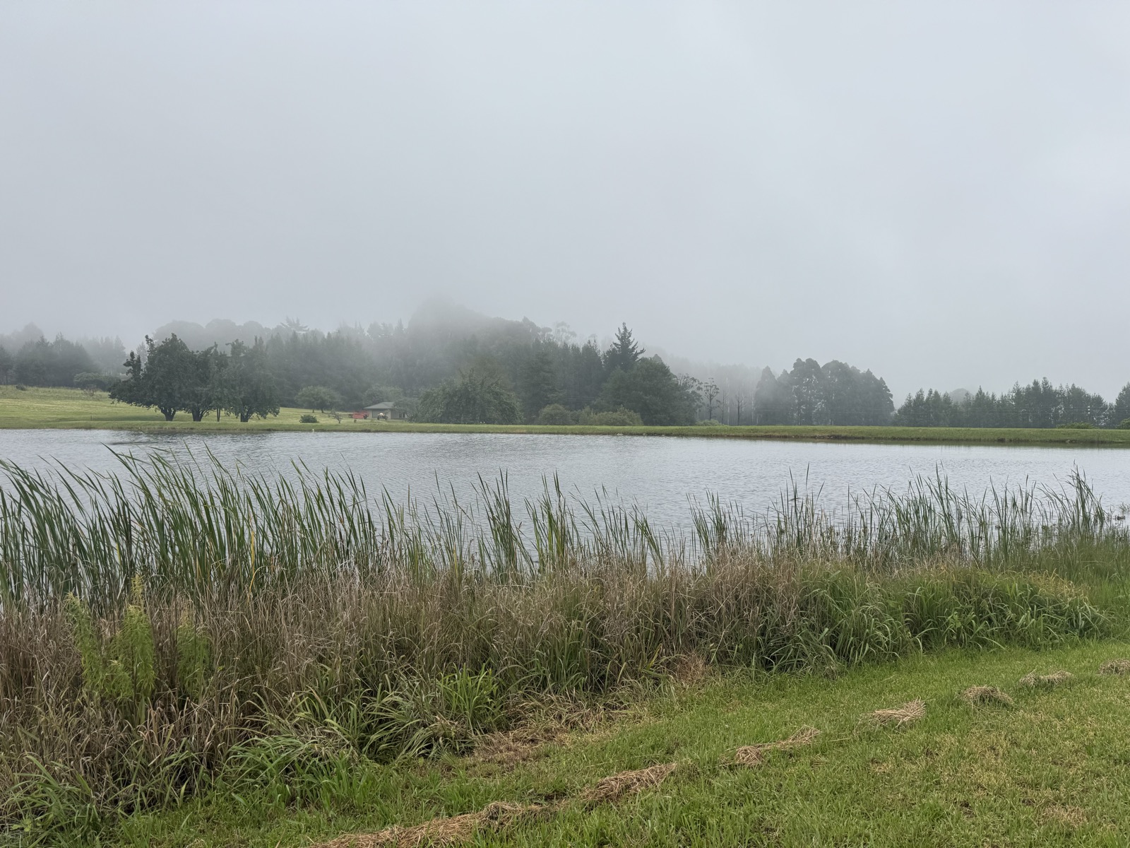Misty morning at the dam with reeds and a fisherman