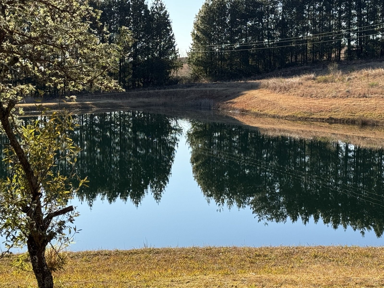 Crystal-clear trout dam with pine tree reflections
