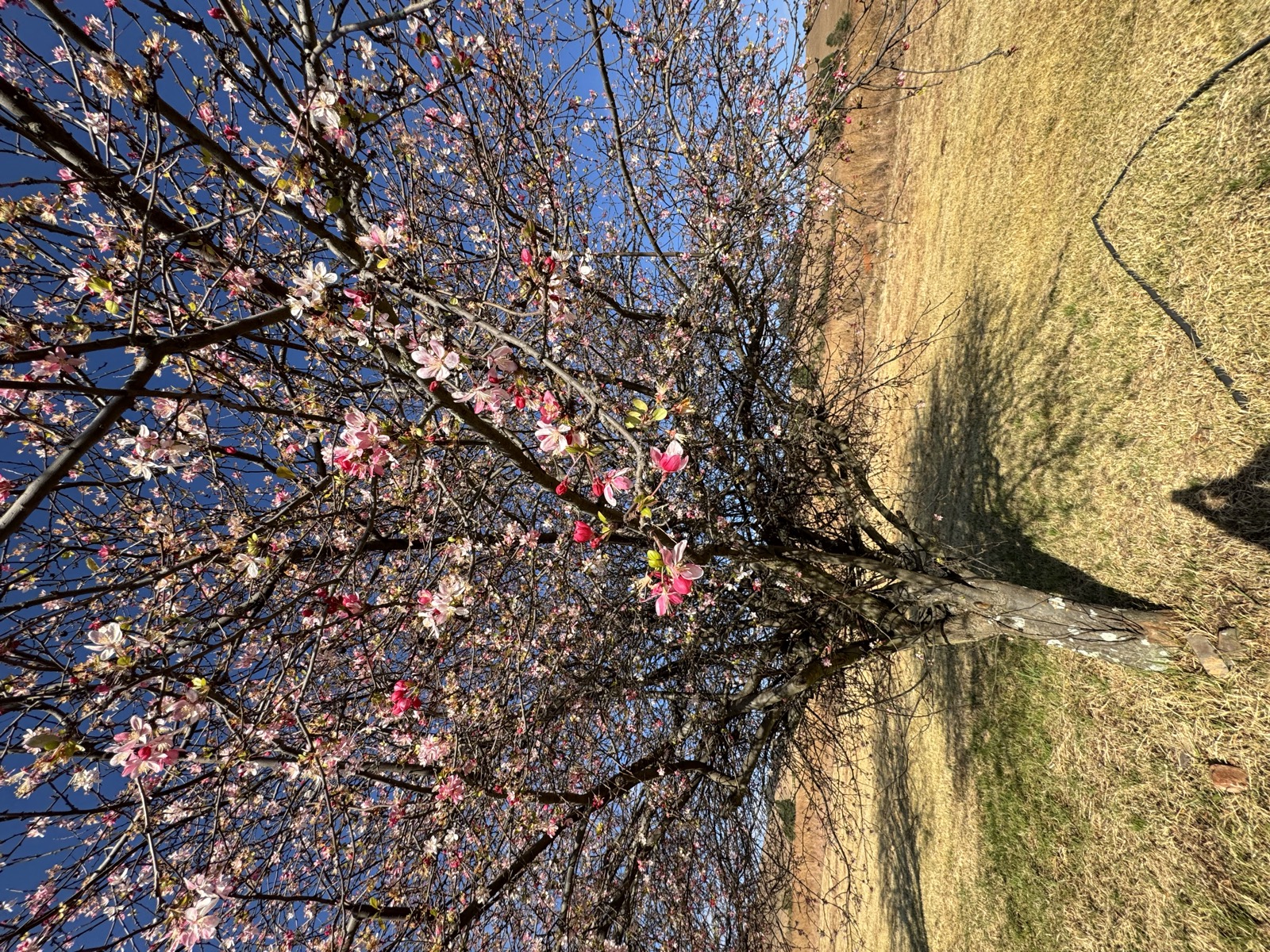 Apple blossom tree in bloom against blue sky