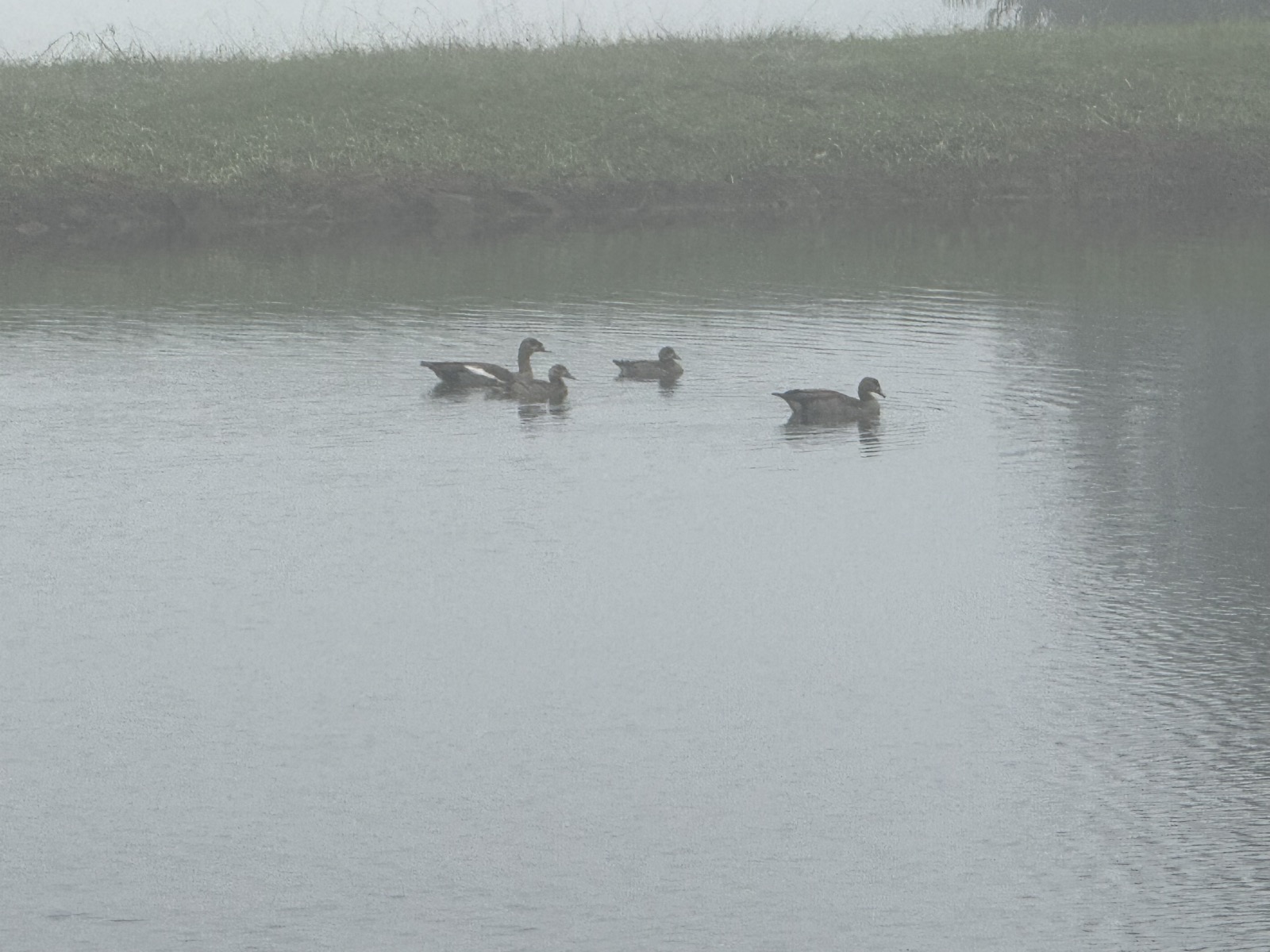 Egyptian geese swimming on the misty dam at dawn