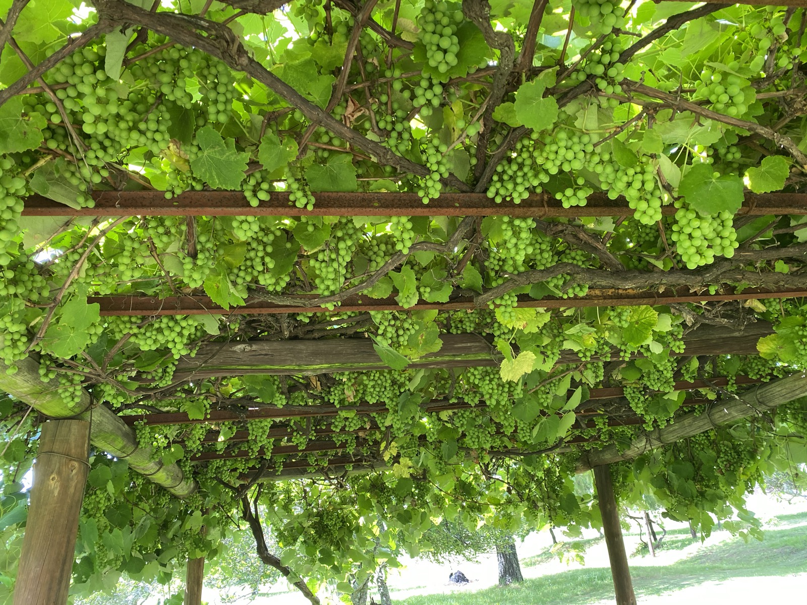 Grape vine pergola heavy with bunches in the orchard